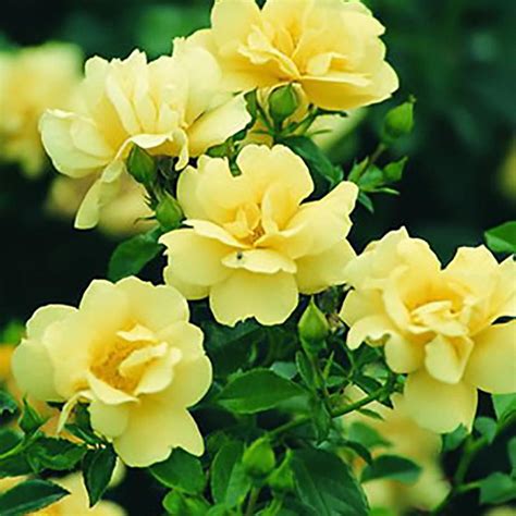 Maybe you would like to learn more about one of these? Flower Carpet Rose Yellow | Beautiful flowers, Flowers ...