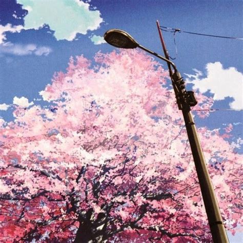 Get Here Night Sky Cherry Blossom Anime Wallpaper Wallpaper