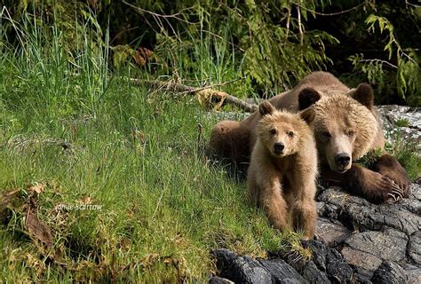 Save Grizzly Bear Habitat Today Campaign