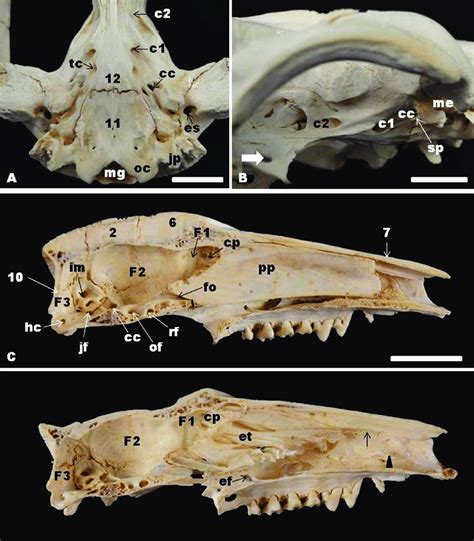 Opossum Skeleton Diagram - General Wiring Diagram