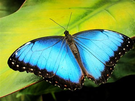 Meryem Uzerli Top 10 Most Beautiful Butterflies