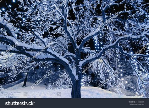 A Snow Covered Tree Outside With Christmas Lights Hanging From The