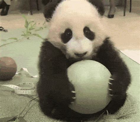 Panda Shy Gif Panda Shy Embarrassed Discover Share Gi Vrogue Co