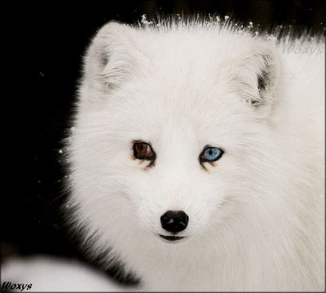 Blue Eyed Fox Again By Woxys On Deviantart Fox Blue Eyes Animals