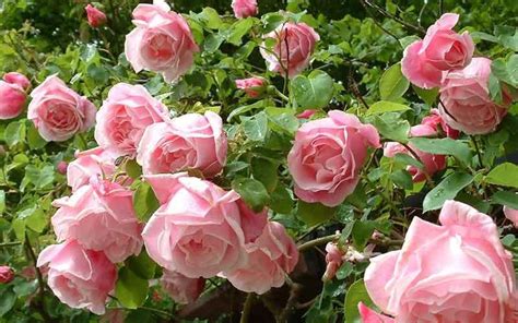 Fresh Flowers And Indoor Plants 10 Pink Climbing Rose Seedsfree Shipping