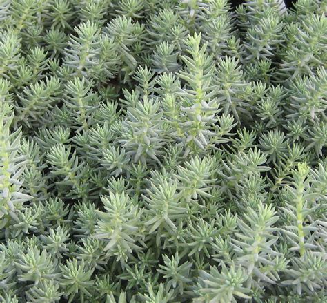 Blue Spruce Creeping Stonecrop Natorps Online Plant Store