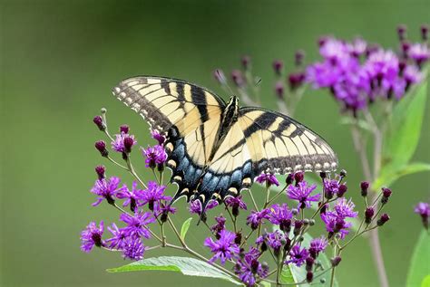 Swallowtail On Ironweed Photograph By Julie Barrick Fine Art America