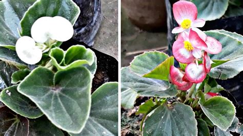 How To Grow And Care Begonia Flower Plant Hindi Youtube