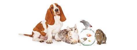 Collage Of Domestic Pets Together Photograph By Good Focused