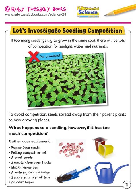 Ks1 Science Plants Lets Investigate Seedling Competition Teaching