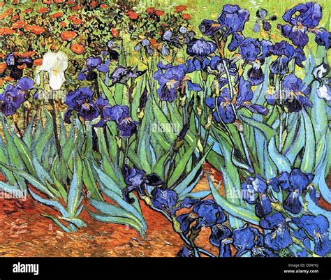 Vincent Van Gogh Iridi 1889 Post Impressionism Olio Su Tela Getty