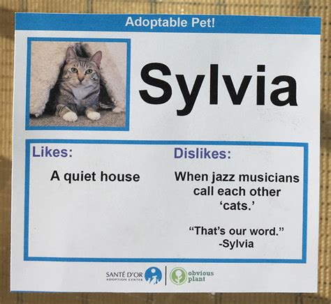 To Help Shelter Cats Get Adopted This Guy Made Hilarious Likes And