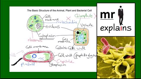 Check spelling or type a new query. mr i explains: The Basic Structure of Animal, Plant and ...