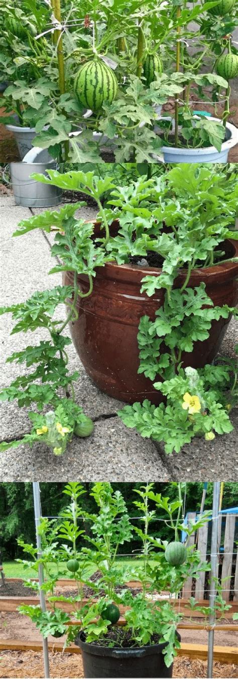 How To Grow Watermelons In Containers My Desired Home