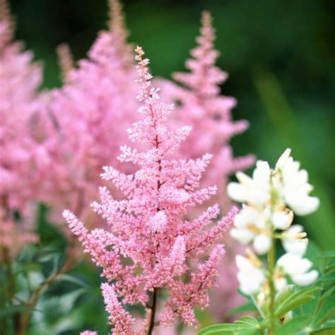 Astilbe Europa Bulbs Pink Feather Flower Astilbe Japonica Europa