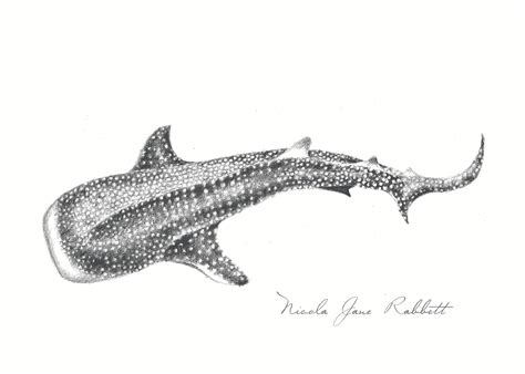 Whale Shark Original Graphite Pencil Drawing — Nicola Jane Rabbett