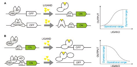 Figure 2 From Transcription Factor Based Biosensor For Dynamic Control