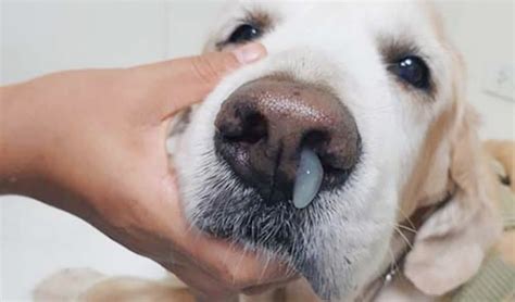 How To Treat A Runny Nose In Dogs Top Dog Tips