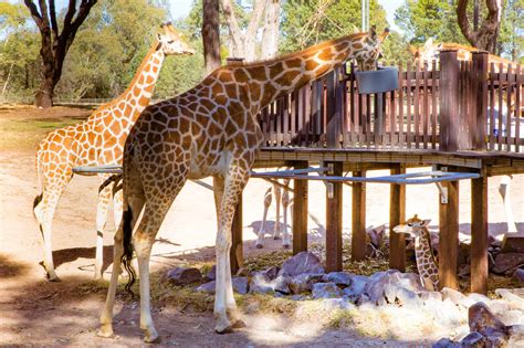 5 Tips To Make The Most Of Your Visit To Taronga Western Plains Zoo
