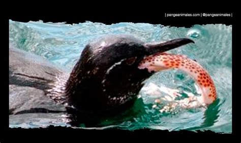Pingüino De Las Galápagos Qué Come Hábitat Y MÁs Pangea