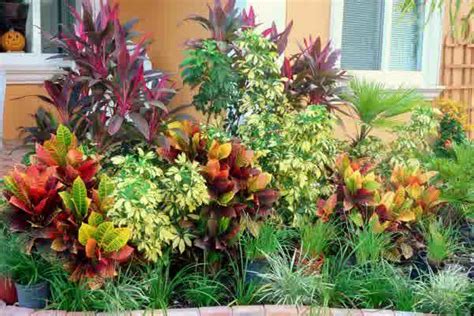 Croton Tropical Plants Landscaping Landscaping And