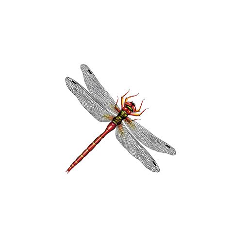 Dragonfly Vector Art At Getdrawings Free Download