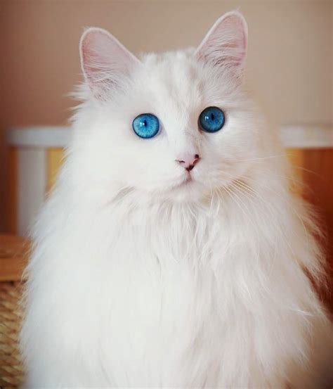 Cute White Fluffy Kittens With Blue Eyes