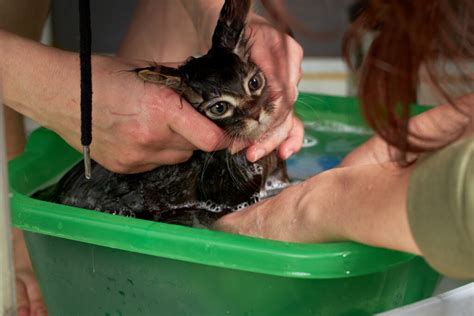 How To Bathe Your Cat Safely Top Cat Guide