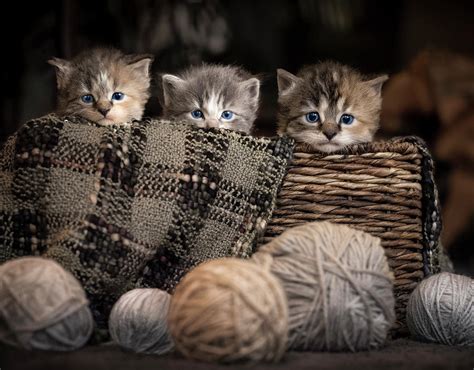 Kittens In A Basket Photograph By Jonathan Ross Fine Art America