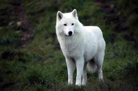 All Funnycutecool And Amazing Animals Cute White Wolf