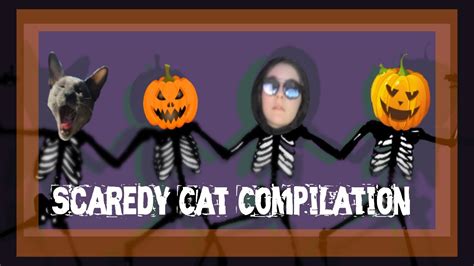 Scaredy Cat Compilation Youtube
