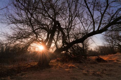 More Gnarly Trees At Sunrise Instagram Facebook Buy Prints Flickr