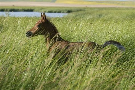 Little Arabian Filly Playing In The Field Stock Photo Image Of Filly