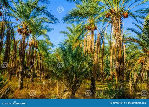 Date Palms In Jungles In Tamerza Oasis Sahara Desert Tunisia Africa