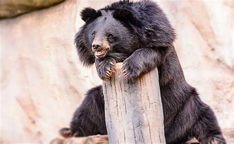 Where Do Asian Black Bears Live Worldatlas