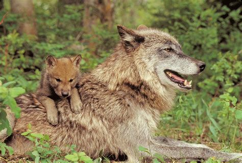 Gray Wolf Mother And Pup Photograph By Thomas And Pat Leeson Pixels