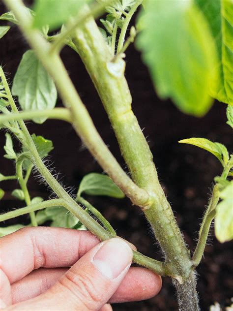 Why And How To Transplant Tomatoes A Second Time Garden Betty
