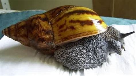 Giant African Land Snails Complete Care Guide Hubpages