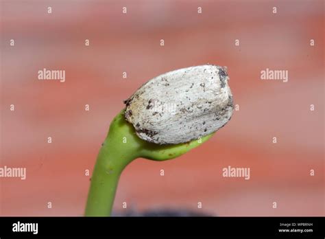 Macro Detail Of Sunflower Seed Germinating In Spring Stock Photo Alamy