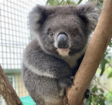 Koala Marsupial Animals And Pets Cute Animals Koala Bears Itty
