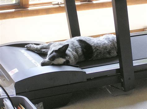 Training Your Dog To Use A Treadmill Petful