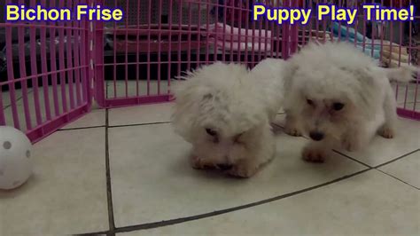 Bichon Frise Puppies Dogs For Sale In Chicago Illinois Il