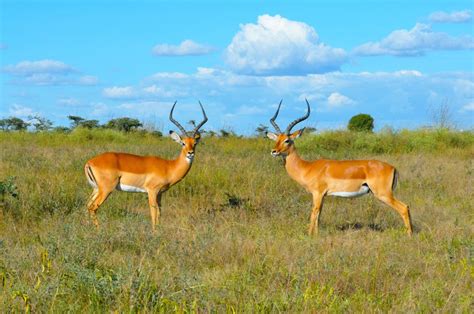 The Best Serengeti National Park Tour Trip Ways