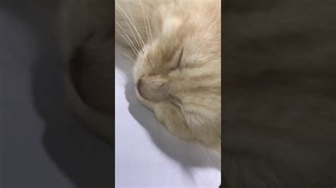 Cat Sleeping Youtube