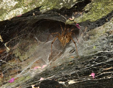 Grass Spiders Gtm Research Reserve Arthropod Guide · Inaturalist