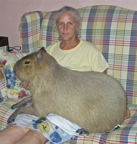 Capybara Facts Diet Habitat Lifespan As Pets Pictures