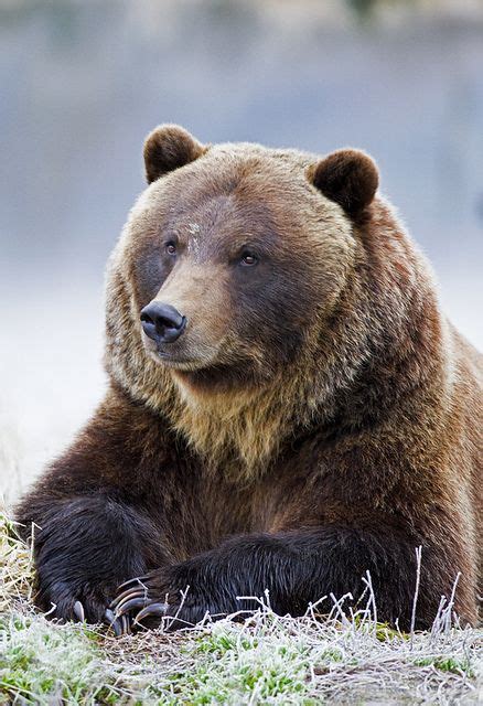 Grizzly Bear ~ Portrait On A Frosty Morning ~ Photography By Gary