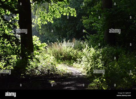 Forest Path Leads Into A Clearing Stock Photo Alamy