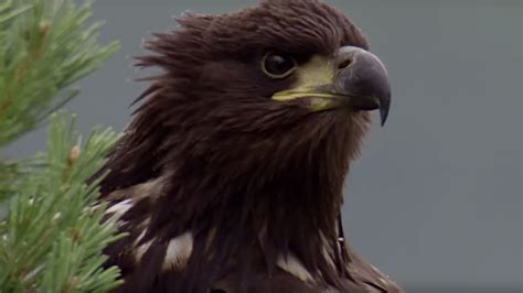 Young Eagle Learns How To Fly Bbc Earth