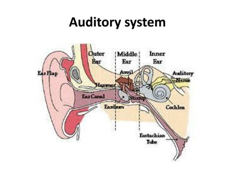 Ppt Auditory System Powerpoint Presentation Free Download Id1926530